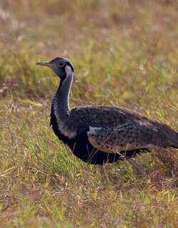 褐黑腹鸨 / Black-bellied Bustard / Lissotis melanogaster