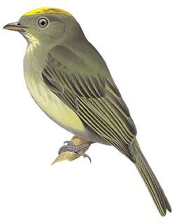 塞拉霸娇鹟 / Serra do Mar Tyrant-Manakin / Neopelma chrysolophum