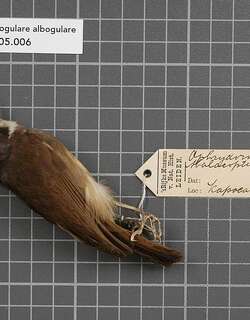 灰头树鹛 / Grey-breasted Babbler / Malacopteron albogulare