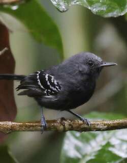 狭嘴蚁鹩 / Narrow-billed Antwren / Formicivora iheringi