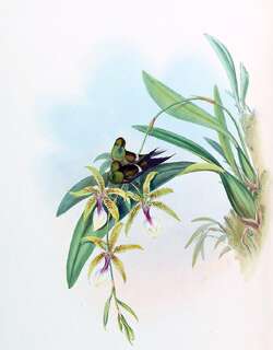 铜色刺尾蜂鸟 / Letitia’s Thorntail / Discosura letitiae