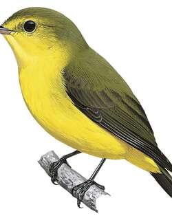 金腹小鹟 / Golden-bellied Flyrobin / Microeca hemixantha