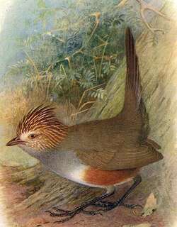 冠窜鸟 / Crested Gallito / Rhinocrypta lanceolata