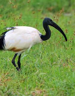 埃及圣鹮 / African Sacred Ibis / Threskiornis aethiopicus