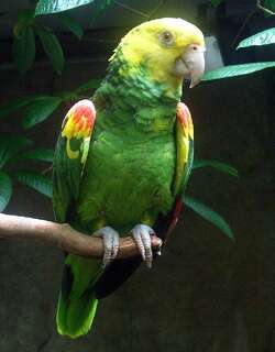 双黄头亚马逊鹦鹉 / Yellow-headed Amazon / Amazona oratrix