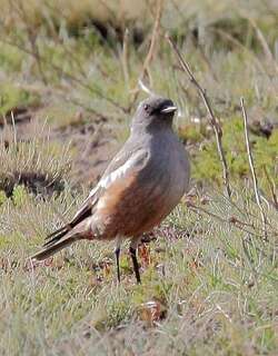 赭肛霸鹟 / Chocolate-vented Tyrant / Neoxolmis rufiventris
