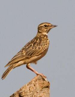 太阳凤头百灵 / Sun Lark / Galerida modesta