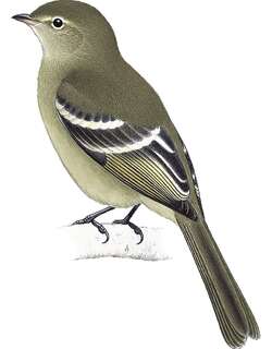 巴西拟霸鹟 / Small-headed Elaenia / Elaenia sordida
