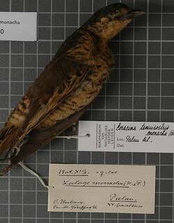 帕劳鹃鵙 / Palau Cicadabird / Edolisoma monacha