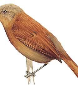 锈背软尾雀 / Russet-mantled Softtail / Thripophaga berlepschi
