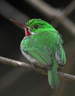 阔嘴短尾鴗 / Broad-billed Tody / Todus subulatus