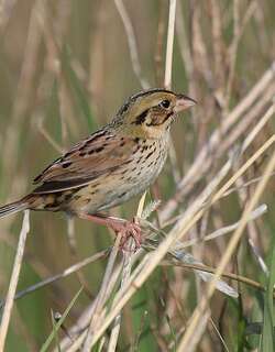 亨氏草鹀 / Henslow’s Sparrow / Centronyx henslowii