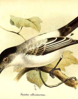 白腰西利霸鹟 / White-rumped Sirystes / Sirystes albocinereus