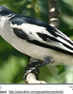 黑鸣鹃鵙 / Pied Triller / Lalage nigra