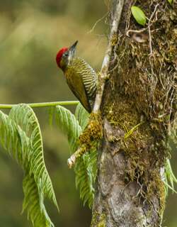 斑腹啄木鸟 / Bar-bellied Woodpecker / Veniliornis nigriceps