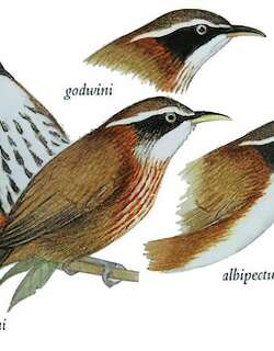棕颈钩嘴鹛 / Streak-breasted Scimitar Babbler / Pomatorhinus ruficollis