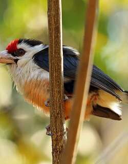 黑背拟䴕 / Black-backed Barbet / Lybius minor