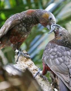 白顶啄羊鹦鹉 / New Zealand Kaka / Nestor meridionalis