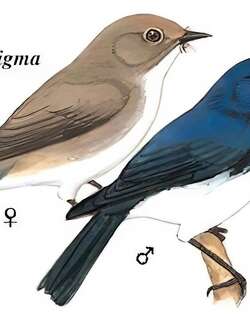 白眉蓝姬鹟 / Ultramarine Flycatcher / Ficedula superciliaris