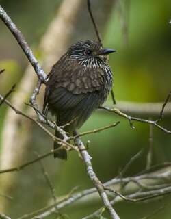 黑纹蓬头䴕 / Black-streaked Puffbird / Malacoptila fulvogularis