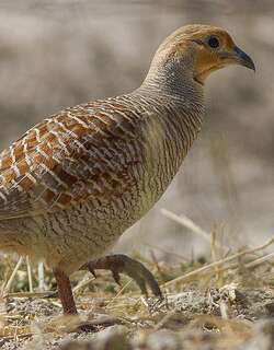灰鹧鸪 / Grey Francolin / Francolinus pondicerianus