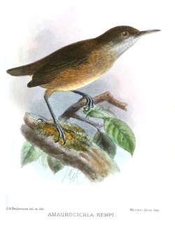 肯氏长嘴莺 / Kemp’s Longbill / Macrosphenus kempi