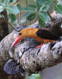 褐翅翡翠 / Brown-winged Kingfisher / Pelargopsis amauroptera