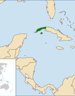 红肩黑鹂 / Red-shouldered Blackbird / Agelaius assimilis