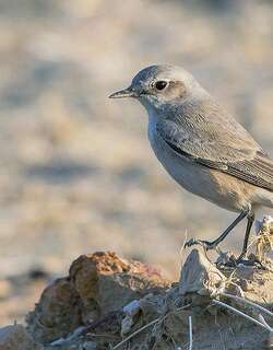 红尾䳭 / Red-tailed Wheatear / Oenanthe chrysopygia