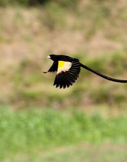 淡黄肩织雀 / Montane Widowbird / Euplectes psammacromius
