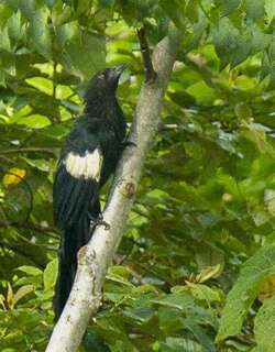 巨鸦鹃 / Goliath Coucal / Centropus goliath