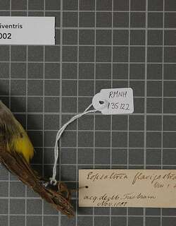 黄腹鸲鹟 / Yellow-bellied Flyrobin / Cryptomicroeca flaviventris