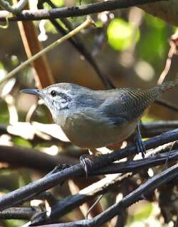 褐胸苇鹪鹩 / Fawn-breasted Wren / Cantorchilus guarayanus