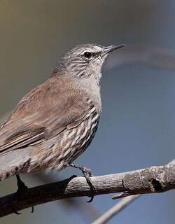 白眉短嘴旋木雀 / White-browed Treecreeper / Climacteris affinis
