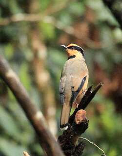 食果鸫 / Fruithunter / Chlamydochaera jefferyi