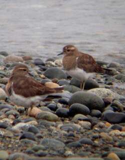 棕胸鸻 / Rufous-chested Plover / Charadrius modestus