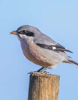 南灰伯劳 / Iberian Grey Shrike / Lanius meridionalis