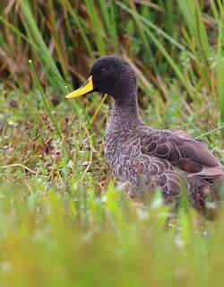 非洲黄嘴鸭 / Yellow-billed Duck / Anas undulata