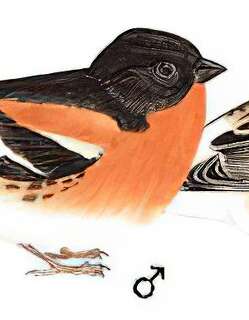 燕雀 / Brambling / Fringilla montifringilla