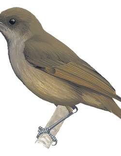 所罗门盗蜜鸟 / Bougainville Honeyeater / Stresemannia bougainvillei