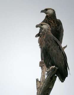 马岛海雕 / Madagascan Fish Eagle / Haliaeetus vociferoides