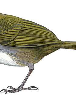 加拉加斯薮雀 / Caracas Brushfinch / Arremon phaeopleurus