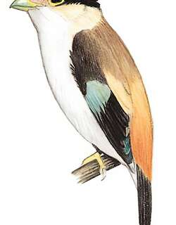 银胸丝冠鸟 / Silver-breasted Broadbill / Serilophus lunatus