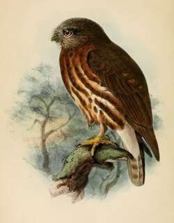 安达曼鹰鸮 / Andaman Hawk-Owl / Ninox affinis