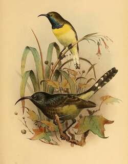黄胸花蜜鸟 / Newton’s Sunbird / Anabathmis newtonii