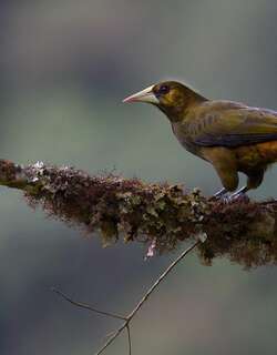 暗绿拟椋鸟 / Dusky-green Oropendola / Psarocolius atrovirens