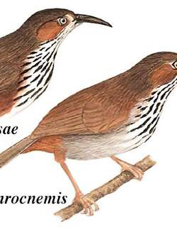 斑胸钩嘴鹛 / Black-streaked Scimitar Babbler / Erythrogenys gravivox