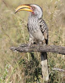 南黄弯嘴犀鸟 / Southern Yellow-billed Hornbill / Tockus leucomelas