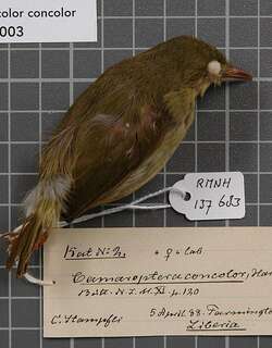 灰长嘴莺 / Grey Longbill / Macrosphenus concolor