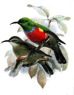 山林双领花蜜鸟 / Ludwig’s Double-collared Sunbird / Cinnyris ludovicensis